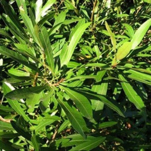 Large Grade Mysine salicna