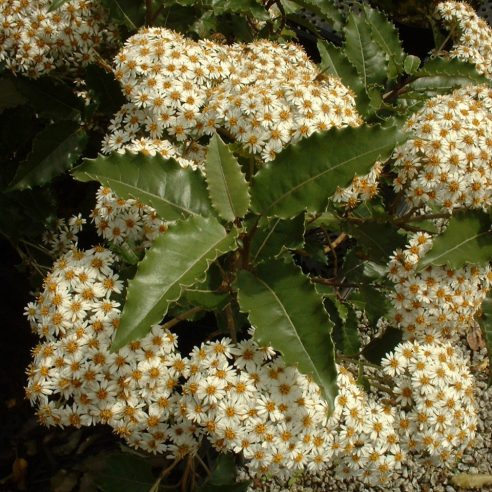 Olearia macrodonta