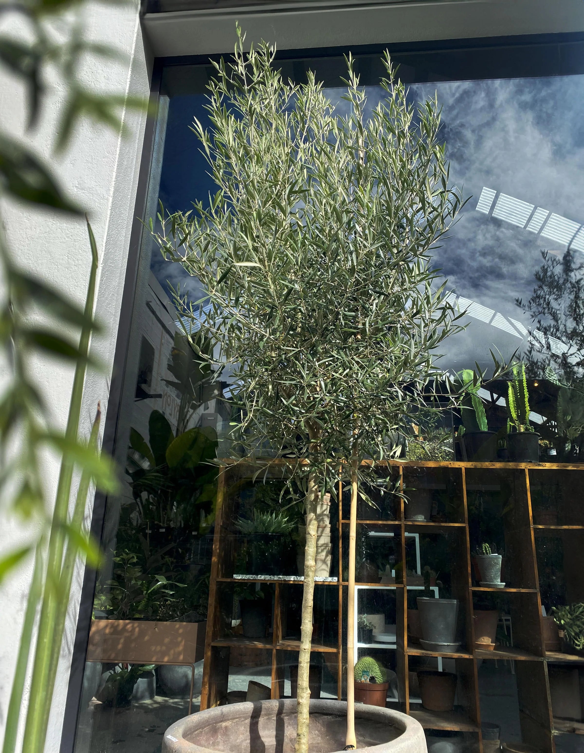 Large Grade Olea 'El Greco' Standard