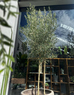 Load image into Gallery viewer, Large Grade Olea &#39;El Greco&#39; Standard
