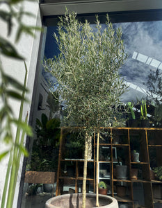 Large Grade Olea 'El Greco' Standard