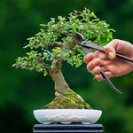 Load image into Gallery viewer, Bonsai Concave Cutter 6x20cm
