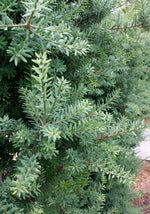 Load image into Gallery viewer, Large Grade Podocarpus &#39;Matapouri Blue&#39;
