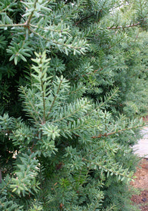 Large Grade Podocarpus 'Matapouri Blue'