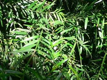 Large Grade Podocarpus gracilior - Fern Pine