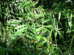 Load image into Gallery viewer, Large Grade Podocarpus gracilior - Fern Pine
