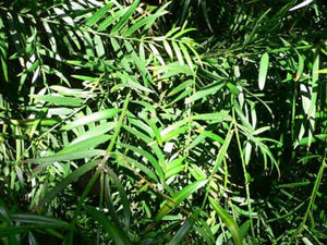 Large Grade Podocarpus gracilior - Fern Pine