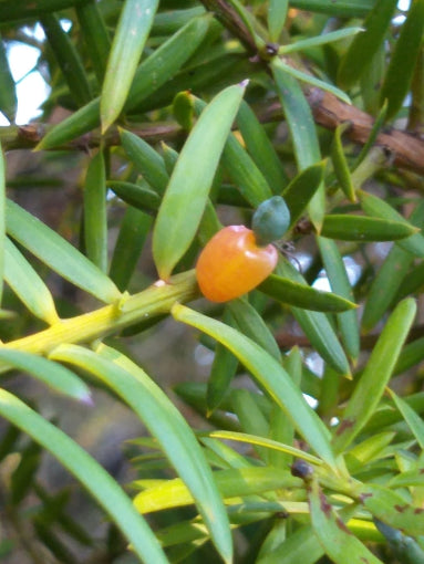 Large Grade Podocarpus totara - Totara