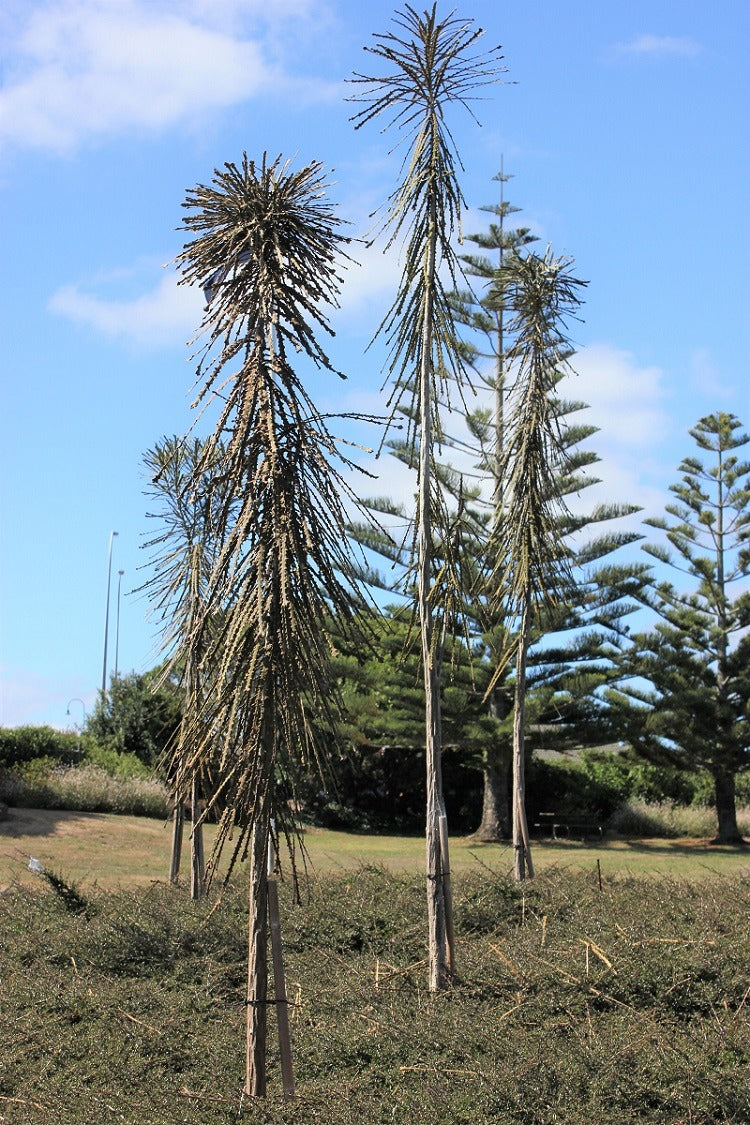 Large Grade Pseudopanax ferox