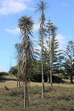 Load image into Gallery viewer, Large Grade Pseudopanax ferox
