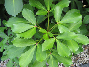 Large Grade Pseudopanax lessonii