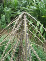 Load image into Gallery viewer, Large Grade Pseudopanax ferox
