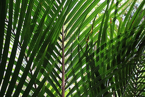 Rhopalostylis Little Barrier Island