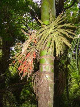 Large Grade Rhopalostylis sapida - Nikau