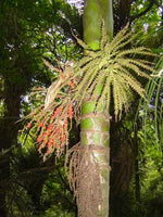 Load image into Gallery viewer, Large Grade Rhopalostylis sapida - Nikau

