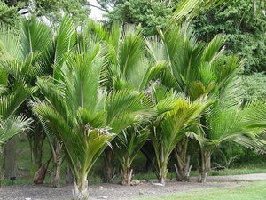 Large Grade Rhopalostylis sapida - Nikau