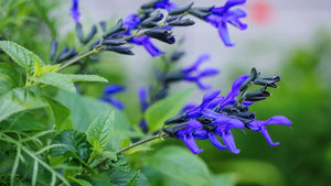 Salvia guaranitica