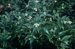 Load image into Gallery viewer, Sarcococca rusicifolia

