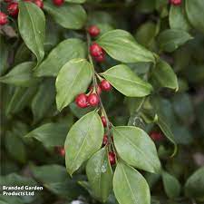 Sarcococca rusicifolia