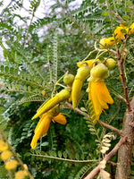 Load image into Gallery viewer, Sophora molloyii &#39;Dragons Gold&#39;
