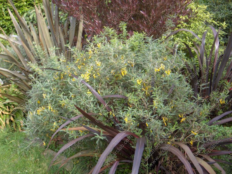 Sophora molloyii 'Dragons Gold'