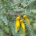 Load image into Gallery viewer, Large Grade Sophora longicarinata
