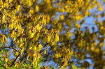 Load image into Gallery viewer, Large Grade Sophora longicarinata
