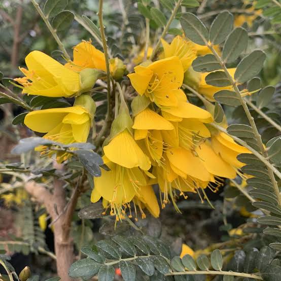 Large Grade Sophora microphylla
