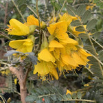 Load image into Gallery viewer, Large Grade Sophora microphylla
