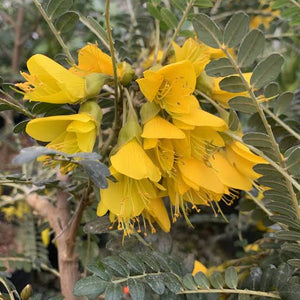 Large Grade Sophora microphylla