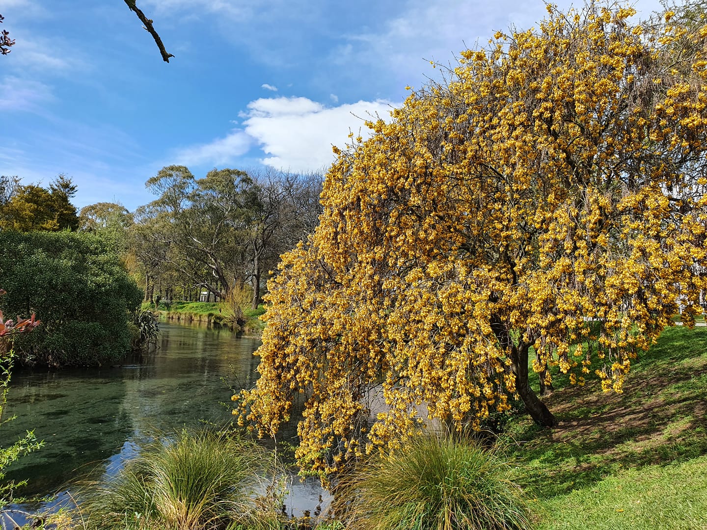 Large Grade Sophora microphylla