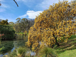 Load image into Gallery viewer, Large Grade Sophora microphylla
