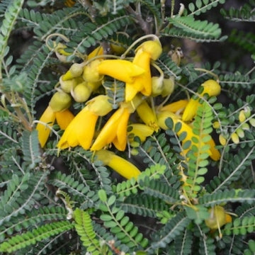 Large Grade Sohora tetraptera - North Island Kowhai