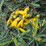 Load image into Gallery viewer, Large Grade Sohora tetraptera - North Island Kowhai
