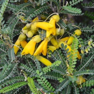 Large Grade Sohora tetraptera - North Island Kowhai