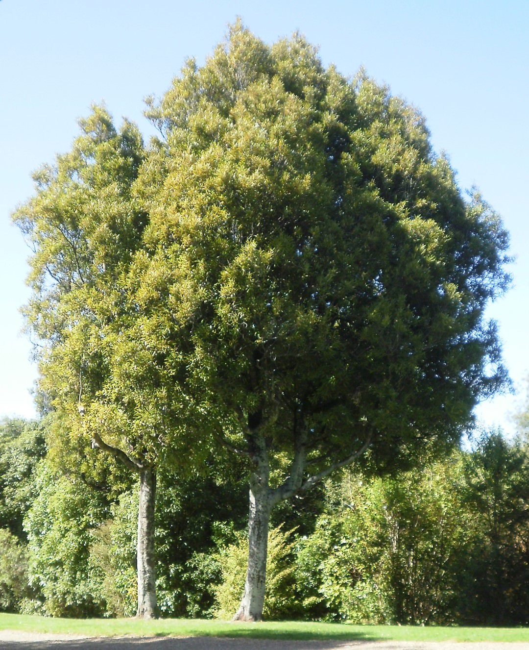 Large Grade Beilschmiedia tawa