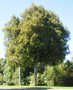 Load image into Gallery viewer, Large Grade Beilschmiedia tawa
