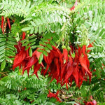 Load image into Gallery viewer, Large Grade Clianthus &#39;Kaka King&#39;
