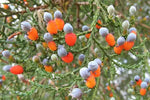 Load image into Gallery viewer, Large Grade Dacrycarpus dacrydioides - Kaihikatea
