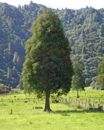Load image into Gallery viewer, Large Grade Dacrycarpus dacrydioides - Kaihikatea

