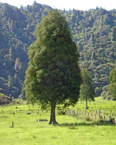 Large Grade Dacrycarpus dacrydioides - Kaihikatea