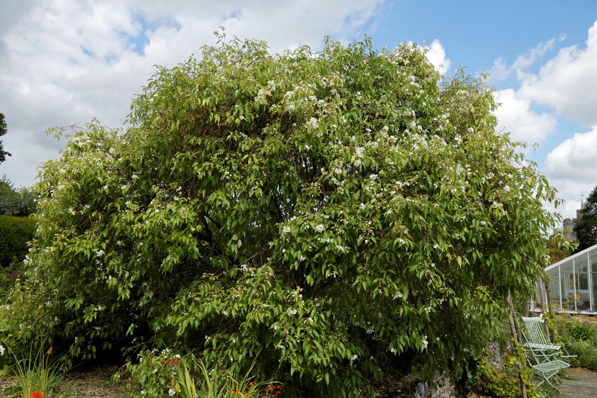 Large Grade Hoheria populnea