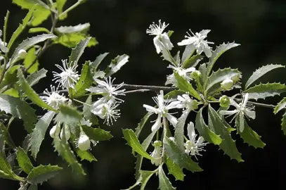 Large Grade Hoheria angustifolia