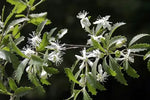 Load image into Gallery viewer, Large Grade Hoheria angustifolia

