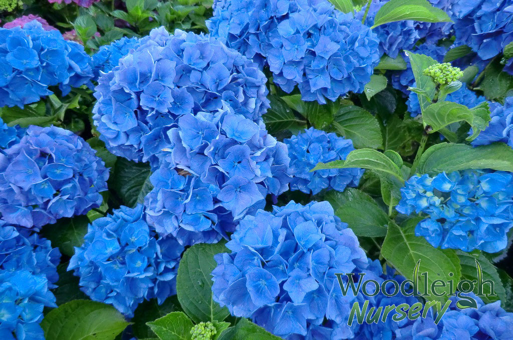 Hydrangea macrophylla 'Renate Steiniger'