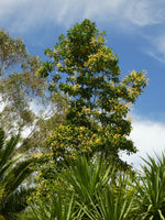 Load image into Gallery viewer, Large Grade Hymenospoerum flavum - Queensland Frangipani
