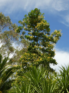 Large Grade Hymenospoerum flavum - Queensland Frangipani