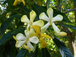 Load image into Gallery viewer, Large Grade Hymenospoerum flavum - Queensland Frangipani
