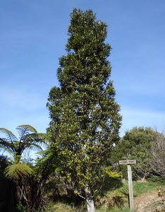 Large Grade Knightia excelsa