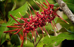 Load image into Gallery viewer, Large Grade Knightia excelsa
